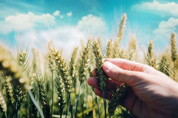 Farmář Řízení Vývoje Rostlin Pšenice Plodin Pro Kmenové Rez Nemoci — Stock fotografie