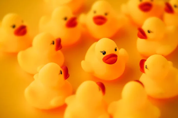 Patos Borracha Conceito Liderança Patinho Amarelo Pequeno Como Líder Conversando — Fotografia de Stock