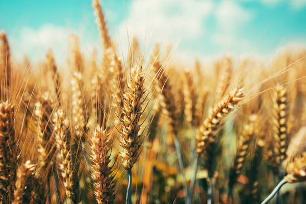 Hermosas Espigas Trigo Dorado Madurando Campo Soleado Día Verano Cerca —  Fotos de Stock