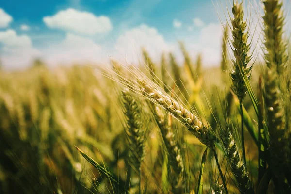 Trigo Verde Creciendo Campo Cultivado Hermoso Primer Plano Imagen Cultivos — Foto de Stock