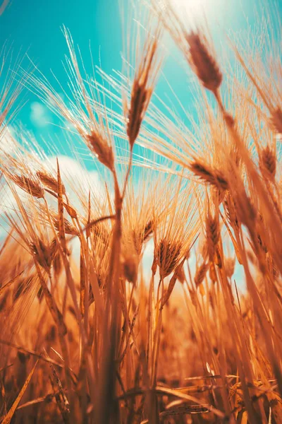 Vista Bajo Ángulo Cultivo Cebada Creciendo Alto Con Luz Del —  Fotos de Stock