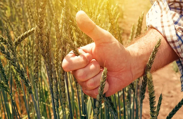 Satisfied farmer agronomist gesturing thumbs up after analyzing spelt wheat growth in field during the control examination of cereal plant development