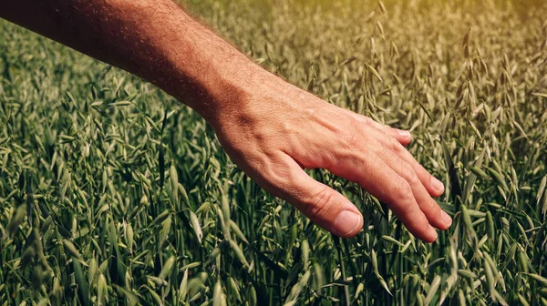 Bonde Agronom Vidrör Grön Havre Fältet Kontroll Prövningen Spannmål Växt — Stockfoto