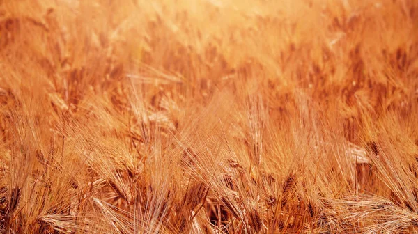 Orejas Cebada Campo Cultivado Cerca — Foto de Stock