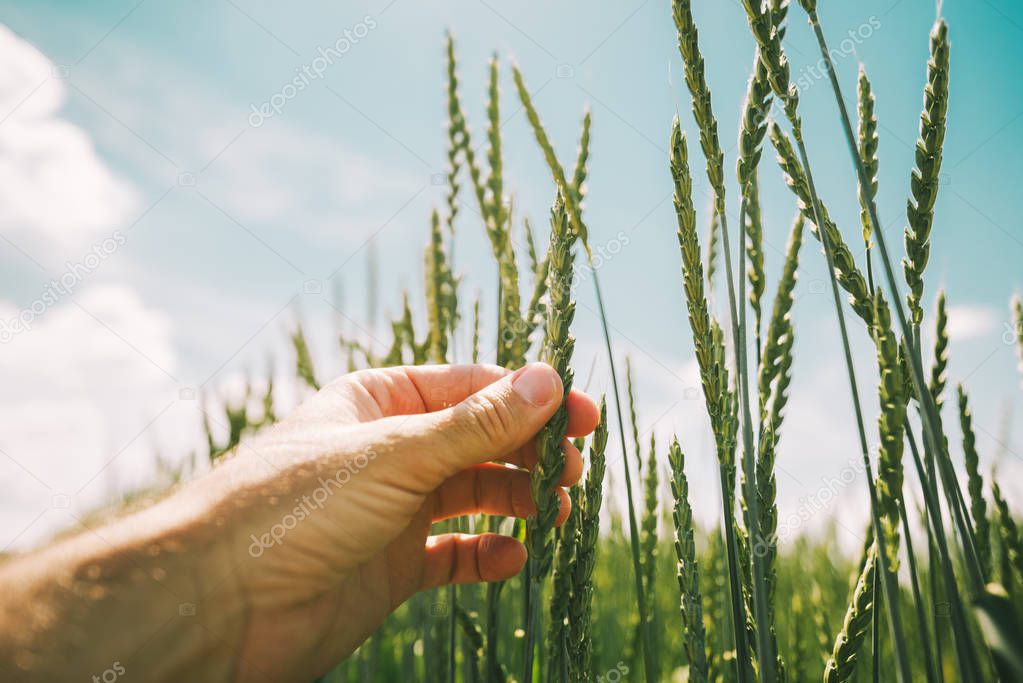 Farmer examining spelt wheat crop development in cultivated field, close up of hand touching plant ears
