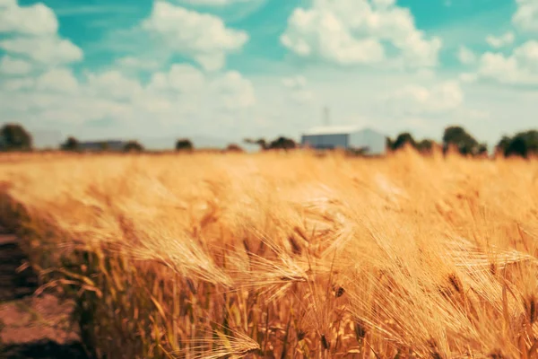 Bauernlandschaft Mit Reifen Gerstenkulturen Einem Sonnigen Sommertag — Stockfoto