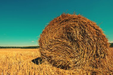 Rolled hay bales in field on sunny summer day clipart