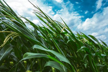 Mısır tarlasında üfleme ve bitki bitkiler bükme güçlü rüzgar