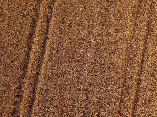 Drond Açıdan Olgunlaşmış Buğday Alanının Hava Üstten Görünüm — Stok fotoğraf