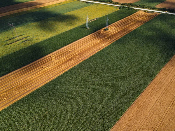 从无人机角度看栽培玉米和麦田的鸟瞰 — 图库照片