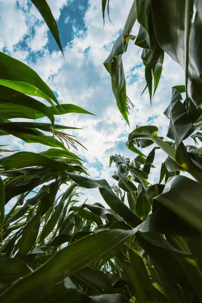 Maïs Gewas Van Onderen Maïs Planten Die Groeien Hoog Aan — Stockfoto