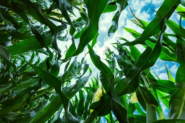 Uprawy Kukurydzy Polu Kukurydzy Niski Kąt Widzenia — Zdjęcie stockowe