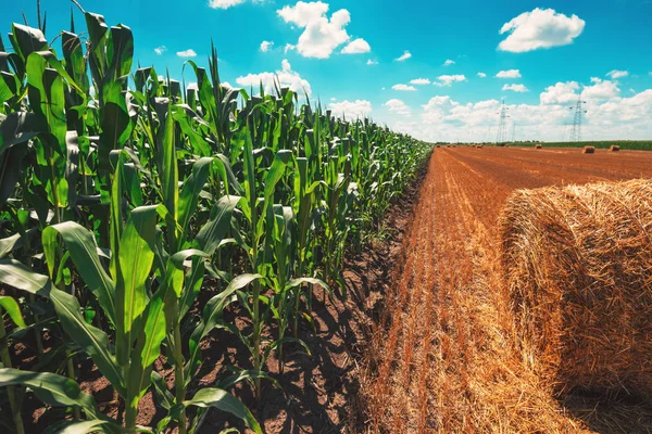 Mısır Tarlası ve haddelenmiş saman balya güneşli yaz gününde