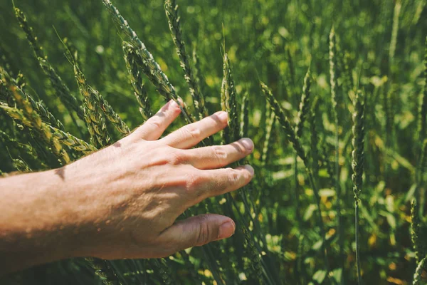 Агроном Изучающий Развитие Пшеницы Посевных Полях Крупным Планом — стоковое фото