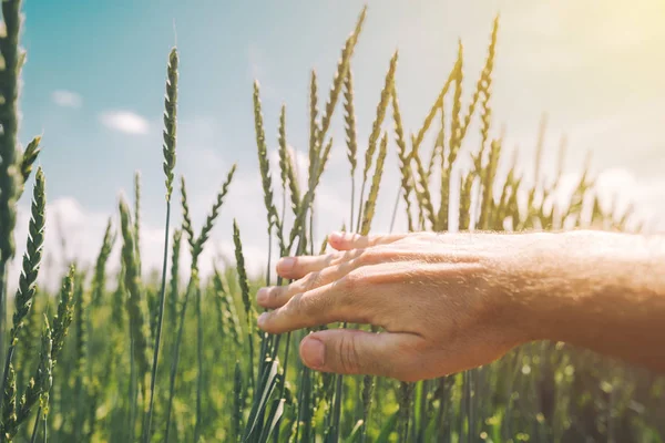 Сельскохозяйственный Работник Изучающий Развитие Сортового Урожая Пшеницы Посевных Полях Крупным — стоковое фото