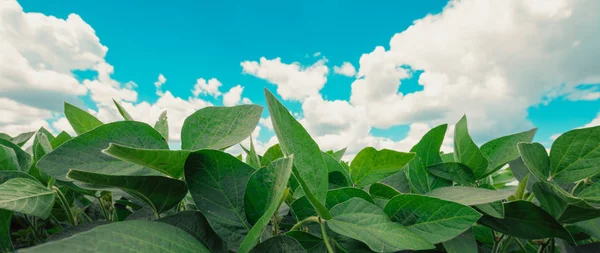 Primer Plano Las Plantas Soja Cultivadas Campo Contra Cielo Azul —  Fotos de Stock