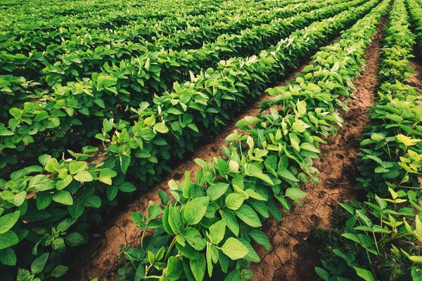 Soybean Crop Cultivation Farming — Stock Photo, Image