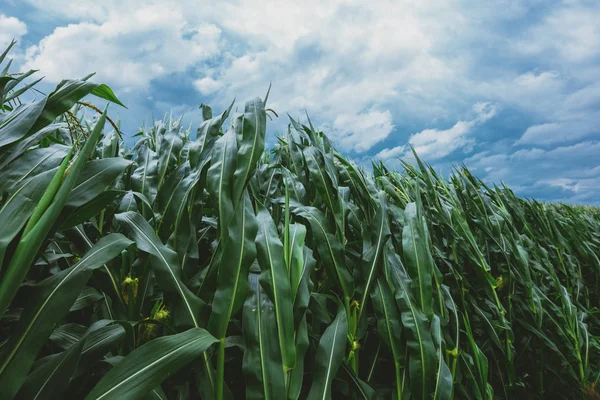 Corn Crop Resisting Strong Windstorm Dark Cloudy Summer Afternoon — Stock Photo, Image