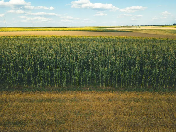 Aerial view of cultivated maize crops growing in cornfield