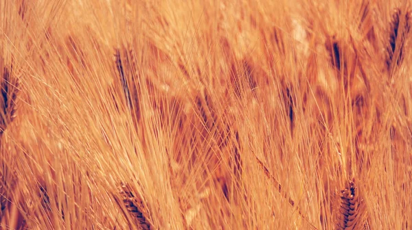 大麦的耳朵在耕种的领域 — 图库照片
