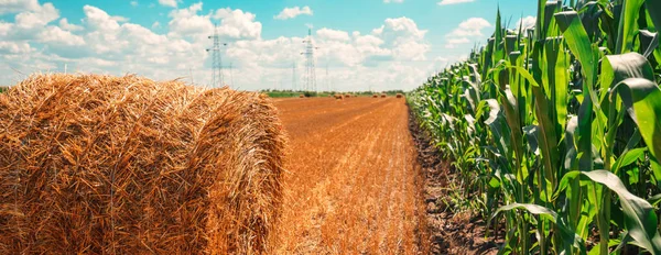 トウモロコシ畑と日当たりの良い夏の日に圧延の干し草の俵 — ストック写真
