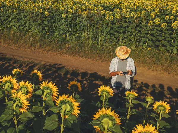 Farmer Agronomist Using Drone Examine Blooming Sunflower Crops Field Using — Stock Photo, Image