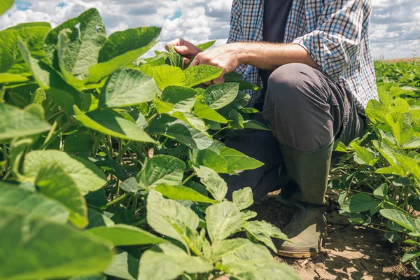 Lantarbetaren Styr Utvecklingen Sojabönor Växter Agronom Kontrollera Soya Bean Grödor — Stockfoto
