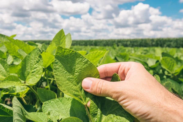 Landarbeiter Kontrolliert Die Entwicklung Von Sojabohnenpflanzen Aus Nächster Nähe Agronom — Stockfoto