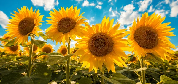 日当たりの良い夏の日のひまわり畑に咲く — ストック写真