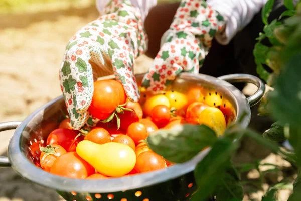Cosecha Ecológica Tomate Agricultor Sosteniendo Verduras Recién Recogidas Del Jardín — Foto de Stock