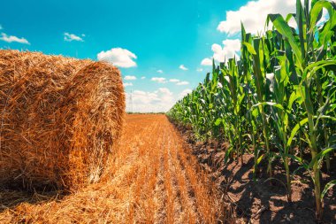 Mısır Tarlası ve haddelenmiş saman balya güneşli yaz gününde