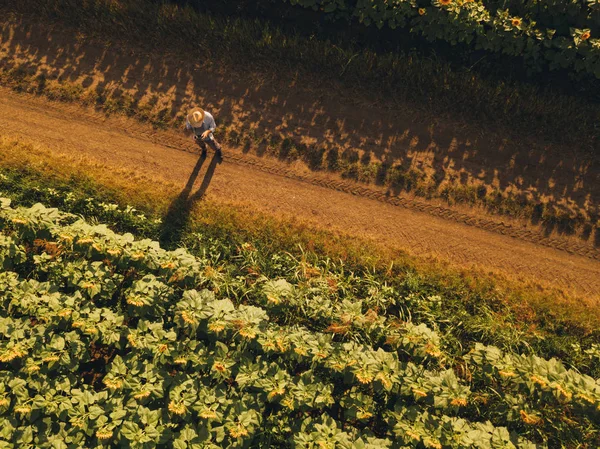 Farmer Agronomist Using Drone Examine Blooming Sunflower Crops Field Using — Stock Photo, Image