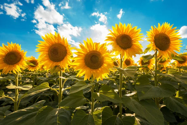 Champ Tournesol Fleurs Jour Ensoleillé Été — Photo