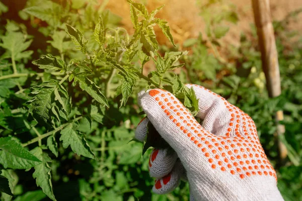 有机番茄检验 农夫从庭院里拿着绿色蔬菜 — 图库照片