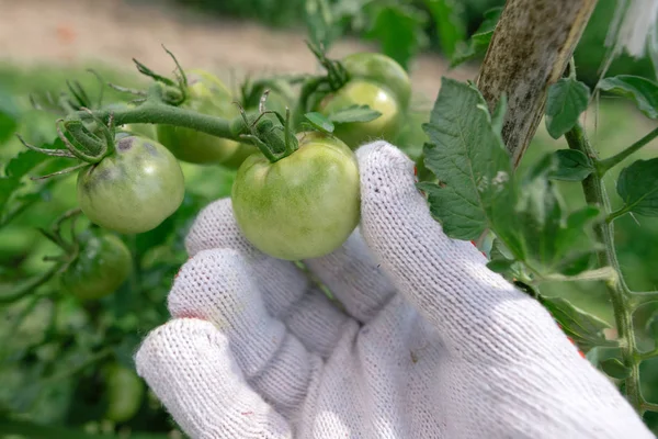 Examen Ecológico Del Tomate Agricultor Sosteniendo Verdura Verde Del Jardín — Foto de Stock