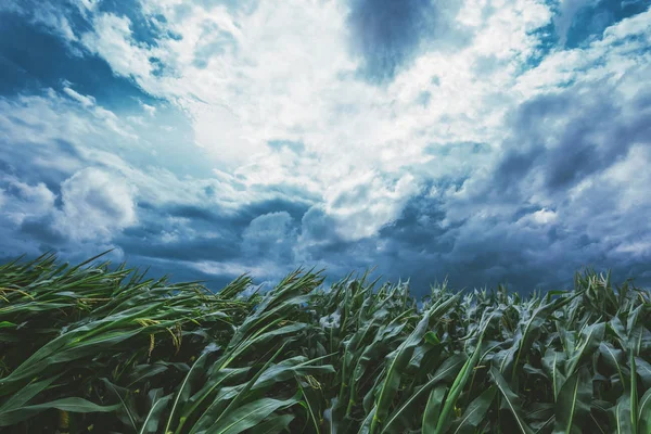 Strong Wind Blowing Corn Field Bending Crop Plants — Stock Photo, Image