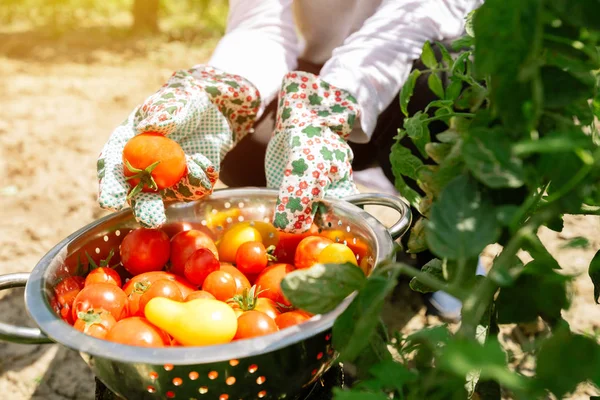 Cosecha Ecológica Tomate Agricultor Sosteniendo Verduras Recién Recogidas Del Jardín — Foto de Stock