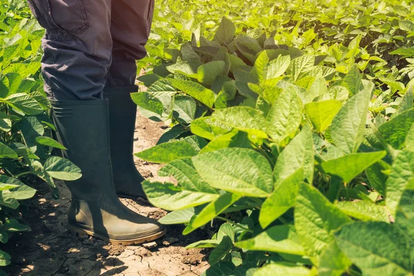 Soya alan andlooking içinde Ekim alanı üzerinde duran çiftlik işçisi. Soya fasulyesi bitkileri alanında büyüyen kontrol ziraat mühendisi.