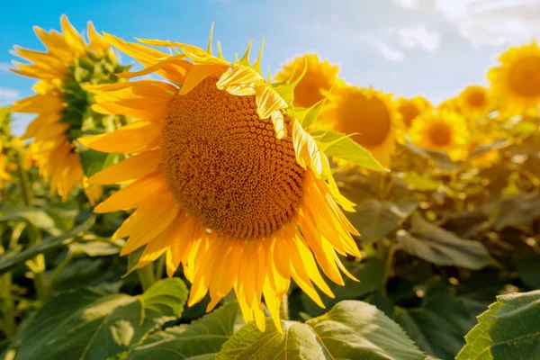 Campo Cultivo Girasol Floreciente Soleado Día Verano —  Fotos de Stock