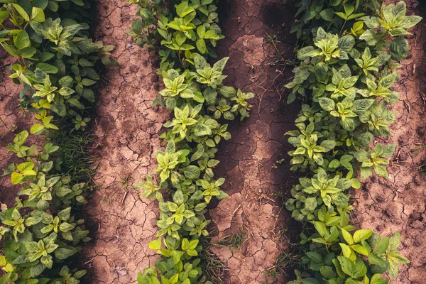 Soybean Row Spacing Top View Row Width Agricultural Management Practice — Stock Photo, Image