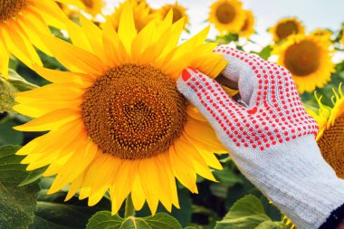 Ayçiçeği bitki koruma, ekili alan kafasından çiçek inceleyerek çiftçi