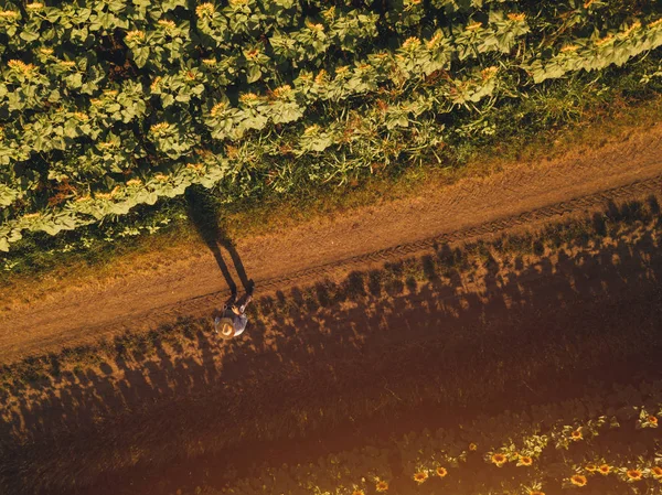 Farmář Agronom Pomocí Dron Zkoumat Kvetoucí Slunečnice Plodin Poli Shora — Stock fotografie