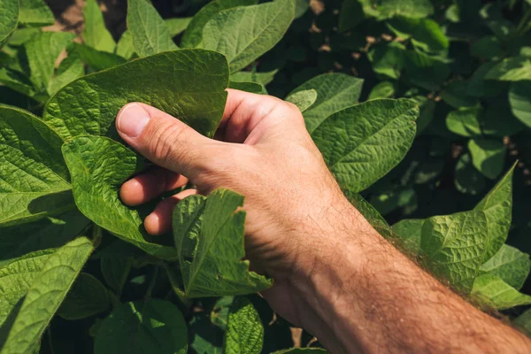 Nahaufnahme Der Hand Eines Landarbeiters Der Die Entwicklung Von Sojabohnenpflanzen — Stockfoto