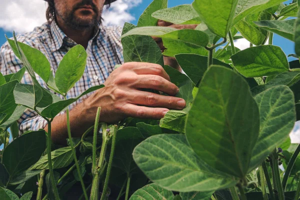 Pracownik Farmy Kontroluje Rozwój Roślin Soi Agronom Sprawdzanie Soya Bean — Zdjęcie stockowe