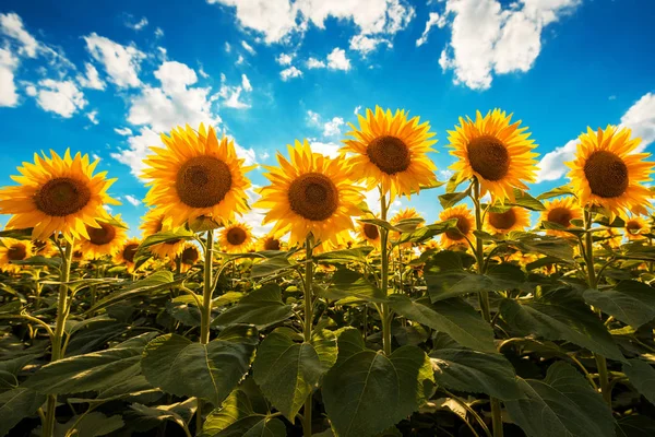 Campo Cultivo Girasol Floreciente Soleado Día Verano —  Fotos de Stock
