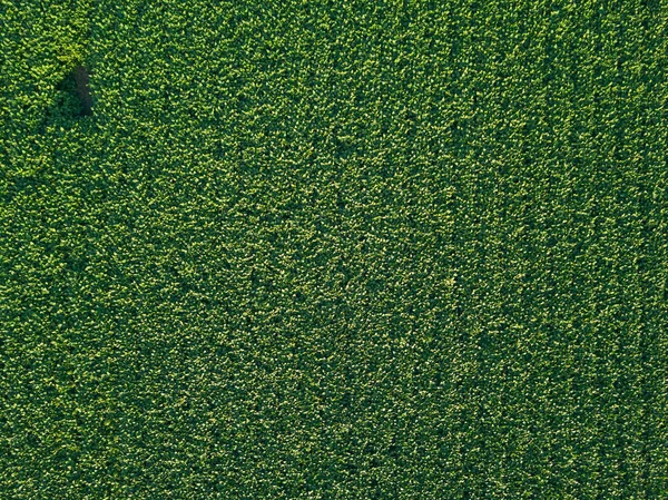 大豆栽培農業分野空中トップダウン ビュー — ストック写真