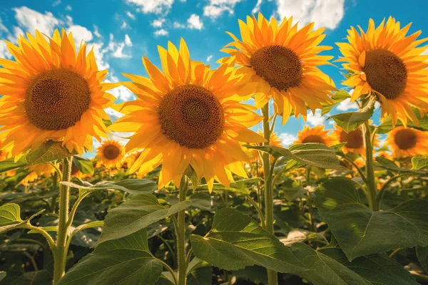 Campo Cultivo Girasol Floreciente Soleado Día Verano —  Fotos de Stock