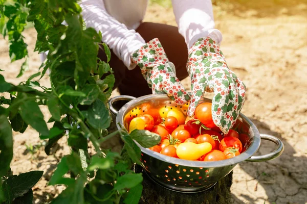 Organic Tomato Harvest Farmer Holding Freshly Picked Vegetable Garden — Stock Photo, Image