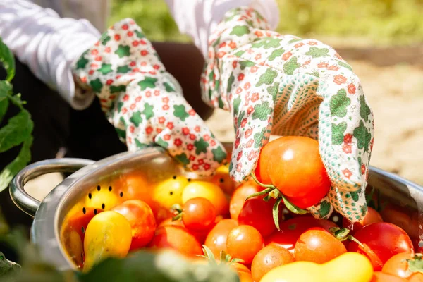 Organic Tomato Harvest Farmer Holding Freshly Picked Vegetable Garden — Stock Photo, Image