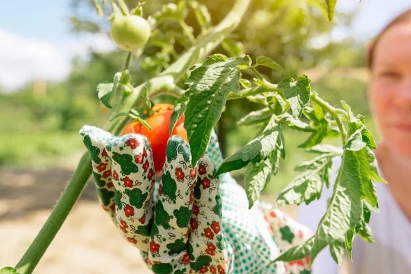 有機トマトの収穫 たてを保持している農家は 庭から野菜を選んだ — ストック写真